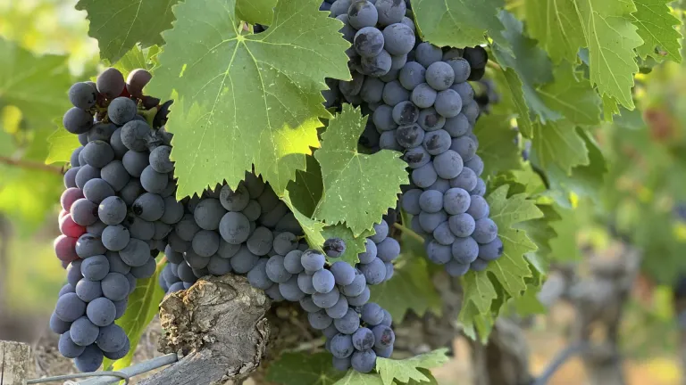 Discover the Rich Flavors of Öküzgözü: A Guide to Turkey’s Indigenous Red Grape
