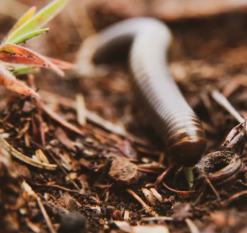 soil managment