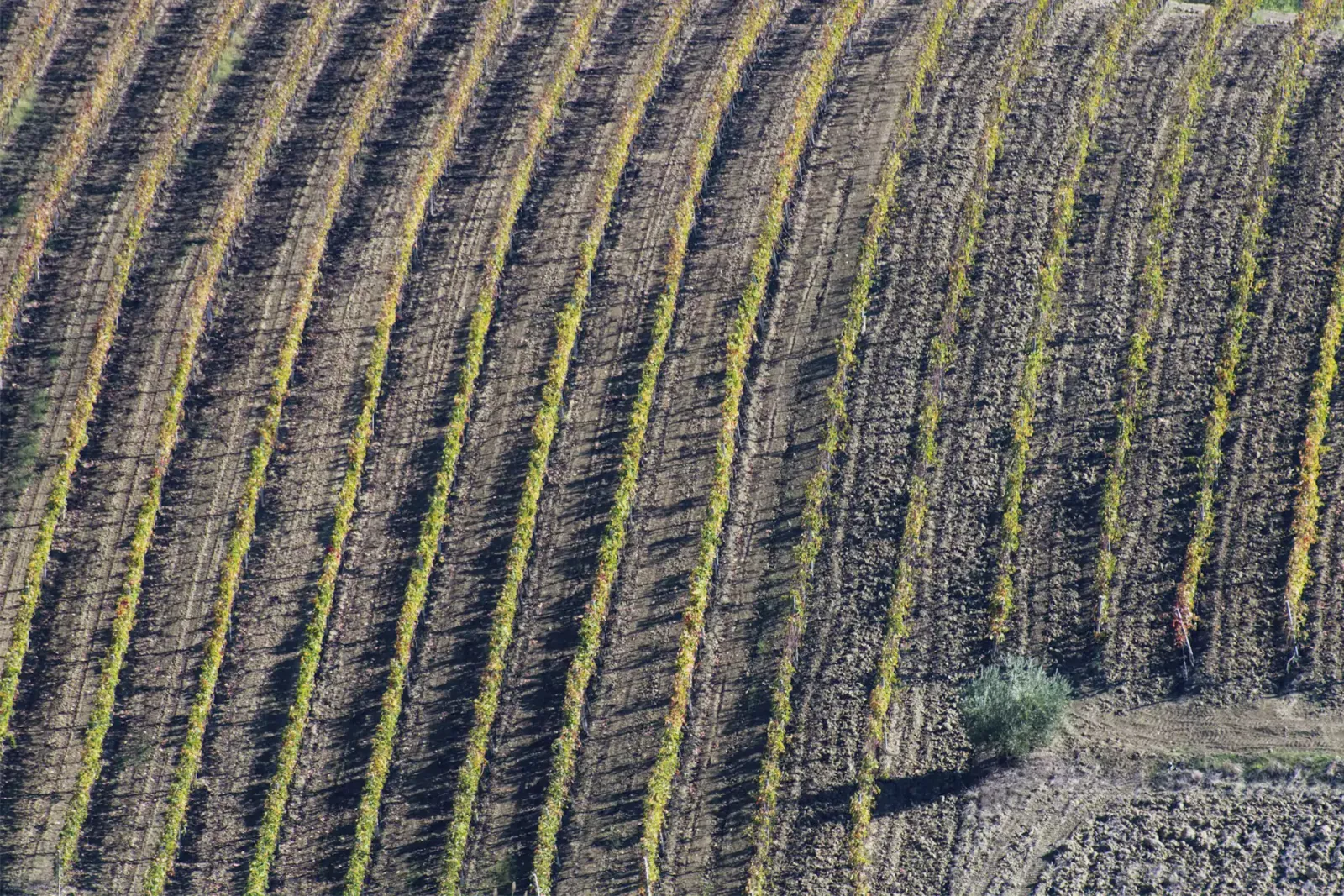 Marche (Le Marche)