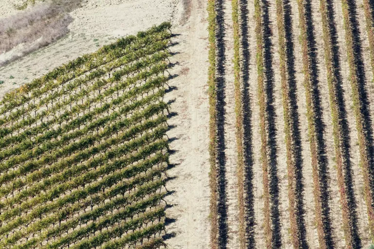 Terre di Offida DOC