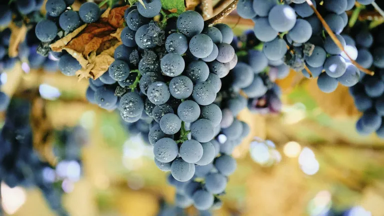 Uva Rara: A Guide to This Unique Italian Grape