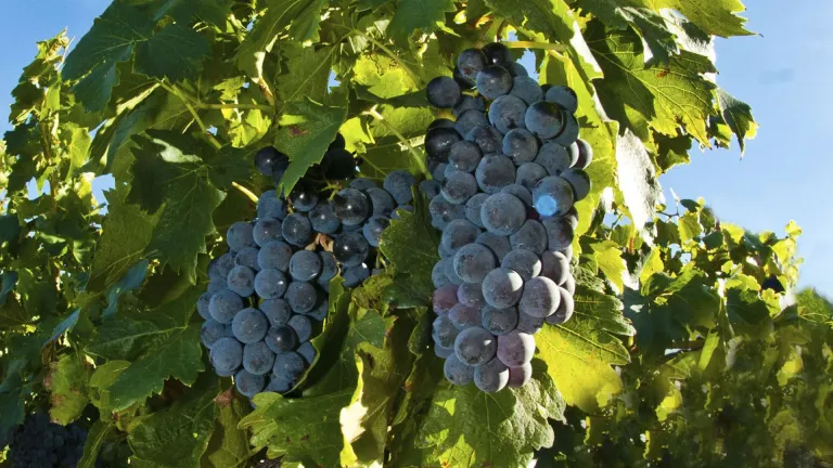 Vespolina Grape: An Italian Hidden Gem