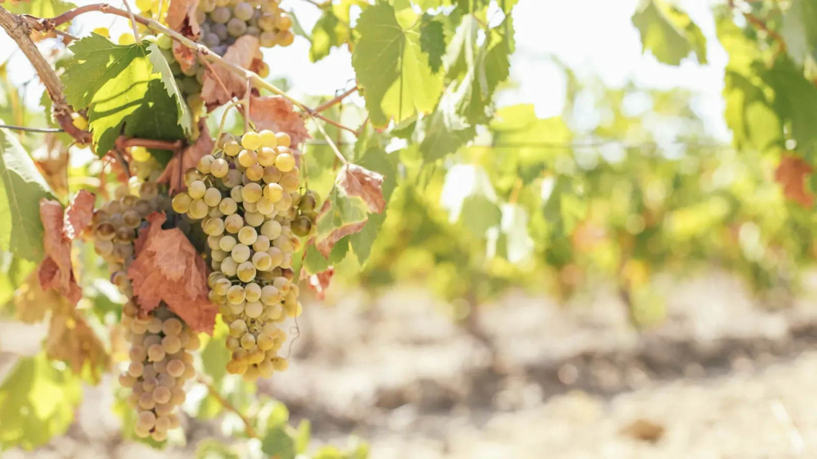 Albillo: an In-Depth Grape Profile