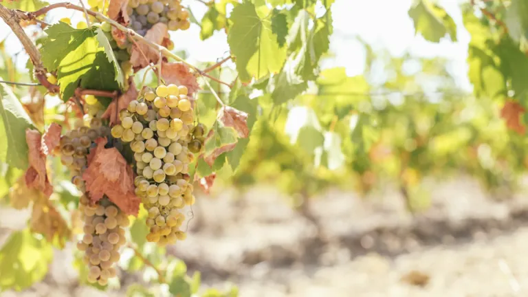 Albillo: an In-Depth Grape Profile
