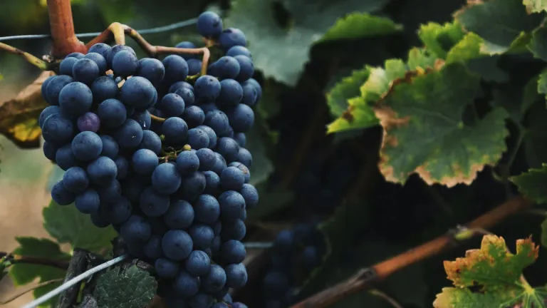 Acıkara: The Rising Star of Turkish Wine
