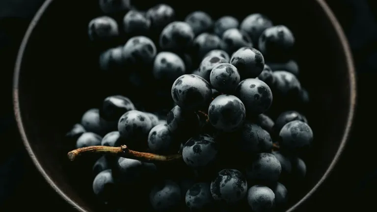Acolon Grape Varietal: Everything You Need to Know