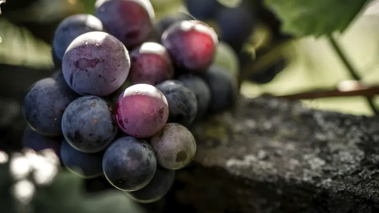Discover the Aglianico Grape Varietal: Flavor Profile and Pairing Tips