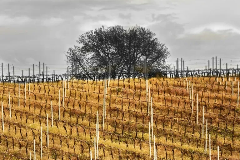 Aglianico del Vulture Superiore