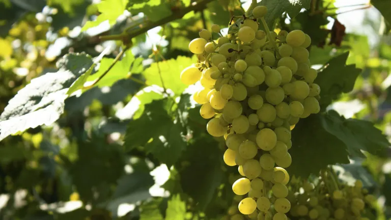 Airén: An In-Depth Grape Profile