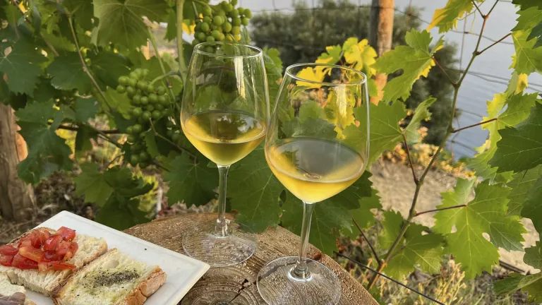Discover the Secrets of Airén: The In-depth Wine Profile