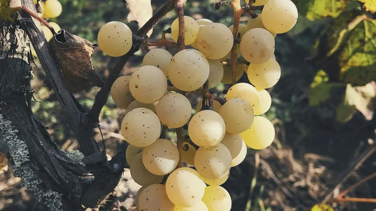 Discover the Albariño Grape Varietal: Everything You Need to Know
