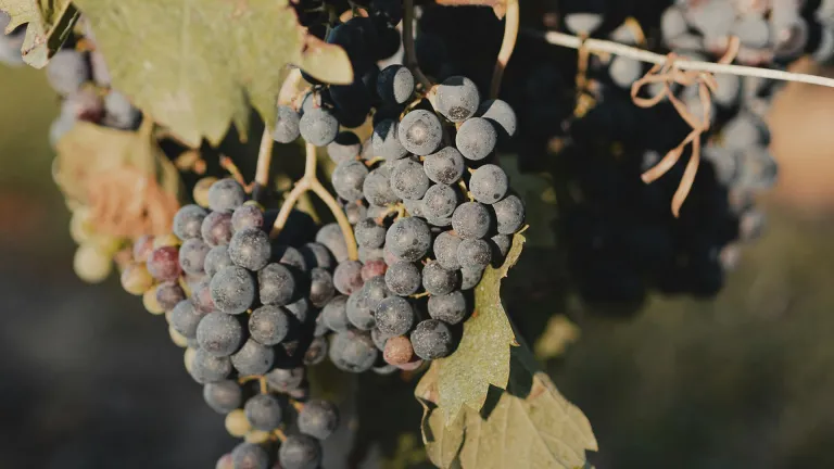 Exploring the Alibernet Grape Varietal: A New Favorite in Winemaking