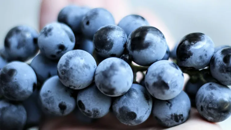 Alicante Bouschet: Everything You Need to Know