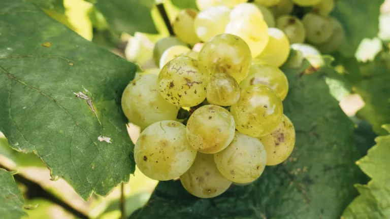 Aligoté Grape Varietal: Discover Burgundy's Hidden Gem