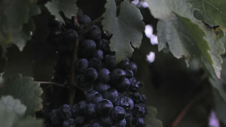 Discover the Alphonse Lavallée Grape: A Traditional Delight