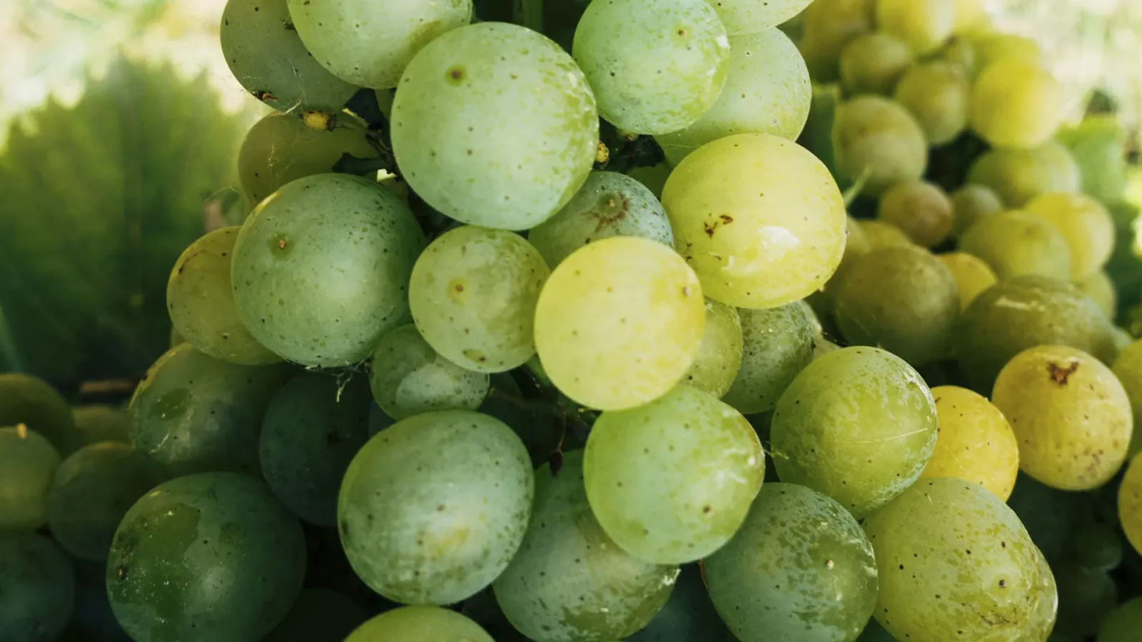 Discover the Altesse Grape: Characteristics and Best Pairings