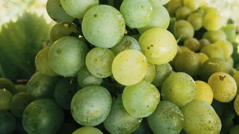 Discover the Altesse Grape: Characteristics and Best Pairings