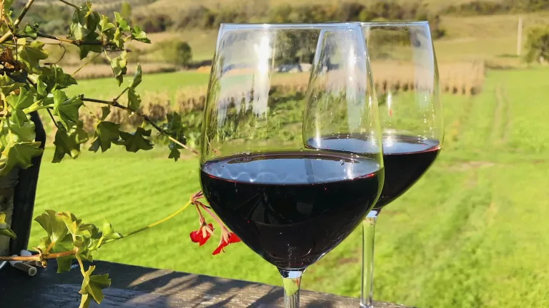 Ancellotta: an In-Depth Wine Profile