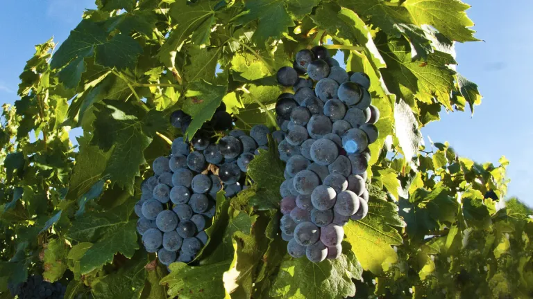 Ancellotta: An In-Depth Grape Profile