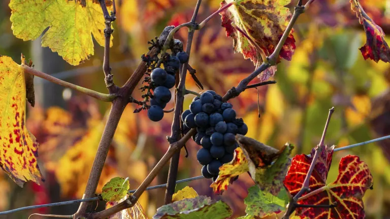 Discover the Areni Noir Grape Varietal: A Guide to Armenia’s Most Historic Wine Treasure