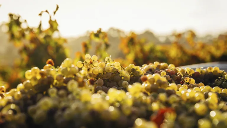 Assyrtiko: an In-Depth Grape Varietal Profile