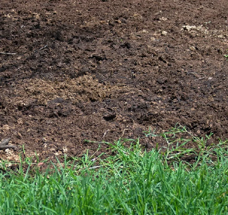 Organic Oasis: A Greener Alternative