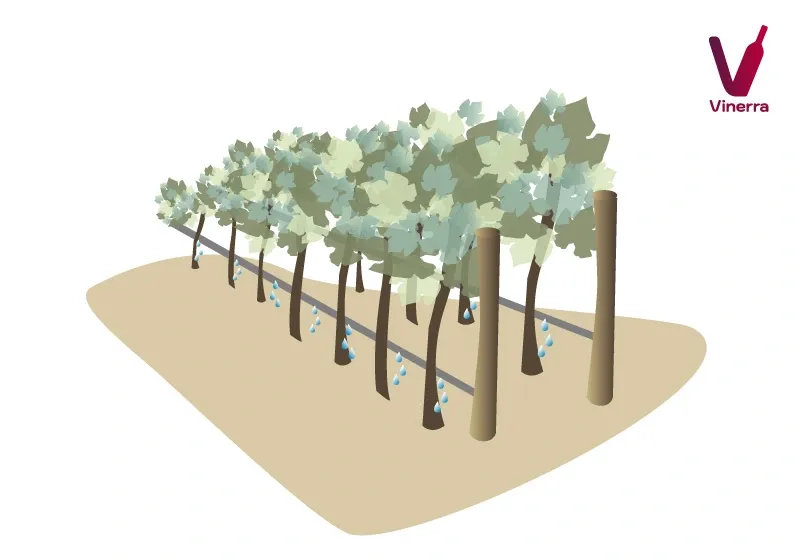 Irrigation: Preserving Water, Preserving Life