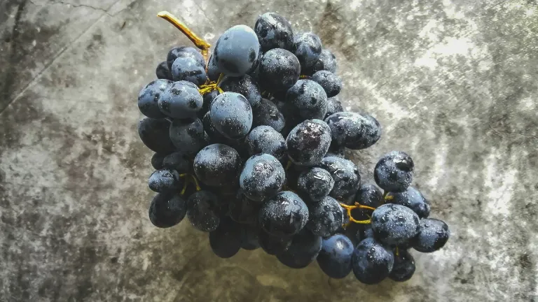 Exploring the Unique Characteristics of the Baco Noir Grape Varietal