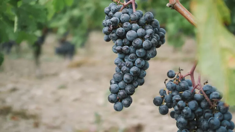 Discover Boğazkere: Turkey’s Bold Indigenous Grape Variety