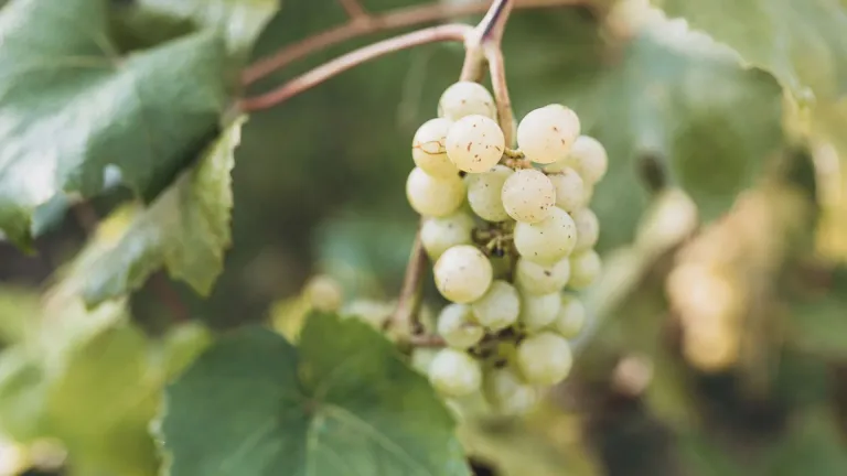Discover the Bornova Misketi Grape Varietal: A Treasure of Turkish Viticulture