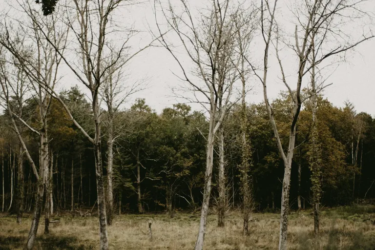 Campo de Borja DO