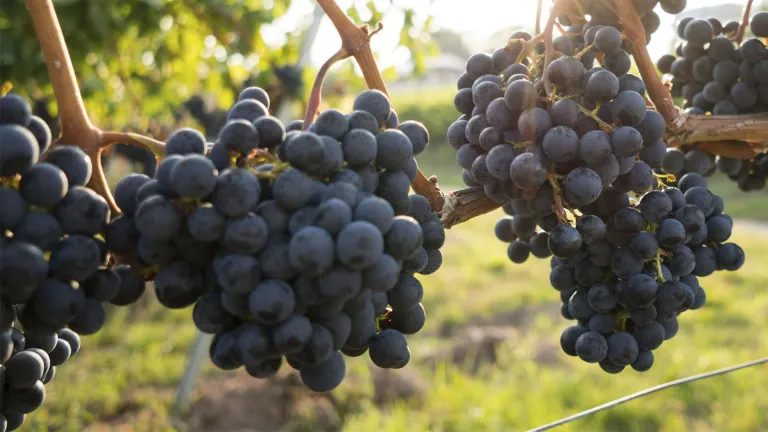 The Carignan Grape Varietal: A Guide to Its Best Characteristics