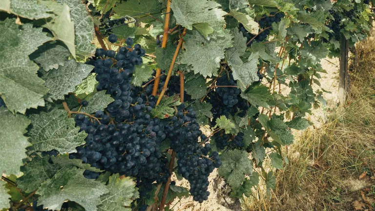 Exploring the Carménère Grape Varietal: Flavor, History, and Pairings