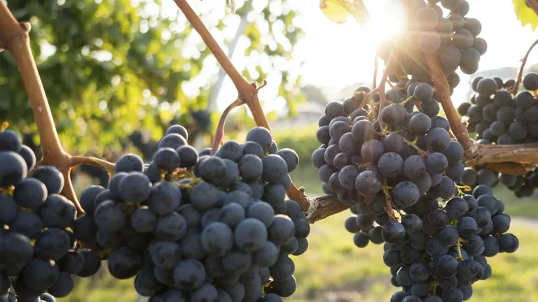 Casavecchia Grape: An In-Depth Profile