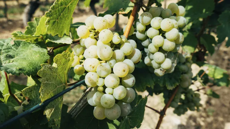 Discover Clairette: Everything You Need to Know About this Grape Varietal