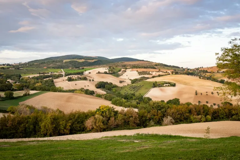 Colli Maceratesi DOC