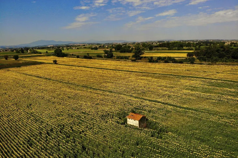 Colli del Trasimeno