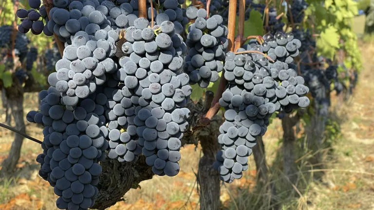 Discover the Colorino Grape: Italy’s Bold and Inky Variety
