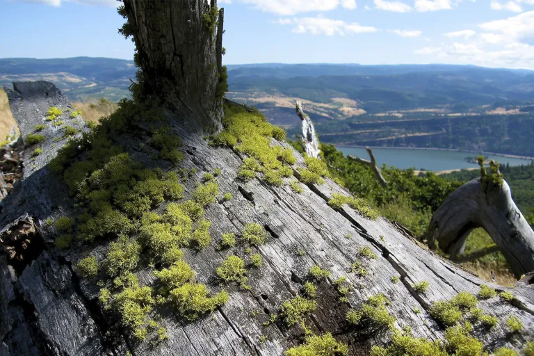 Columbia Gorge AVA (Oregon)