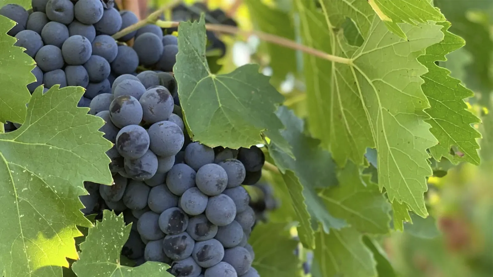 Exploring the De Chaunac Grape Varietal: A Bold Choice for Wine Lovers