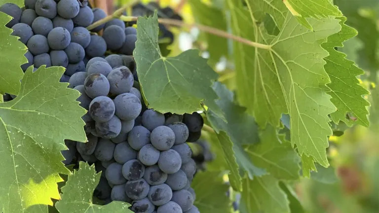 Exploring the De Chaunac Grape Varietal: A Bold Choice for Wine Lovers