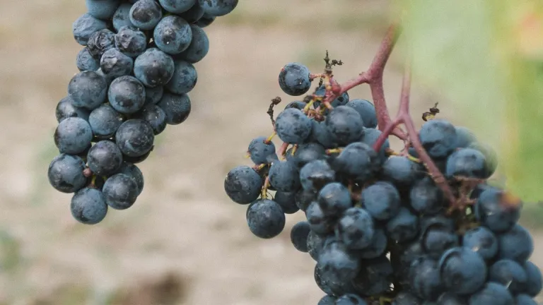 Exploring the Dechaunac Grape Varietal: Flavor, Benefits, and Pairings