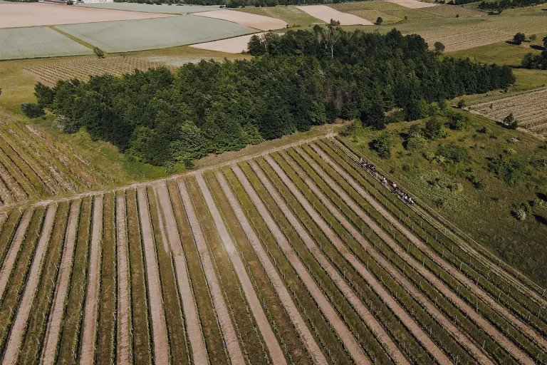 Dolcetto d'Acqui