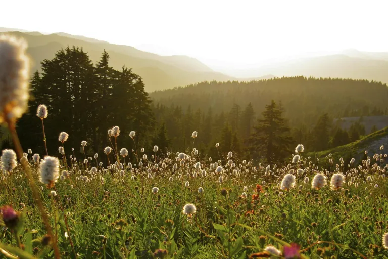 Elkton Oregon AVA