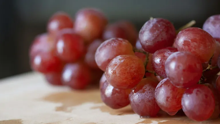 Discover Fersun: A Guide to Understanding Turkey’s Indigenous Grape Variety