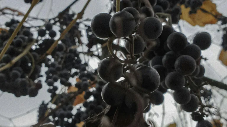 Discover the Fetească Neagră Grape: A Romanian Treasure