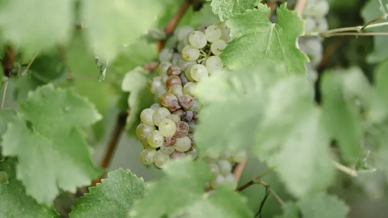 Discover the Fiano Grape: Everything You Need to Know