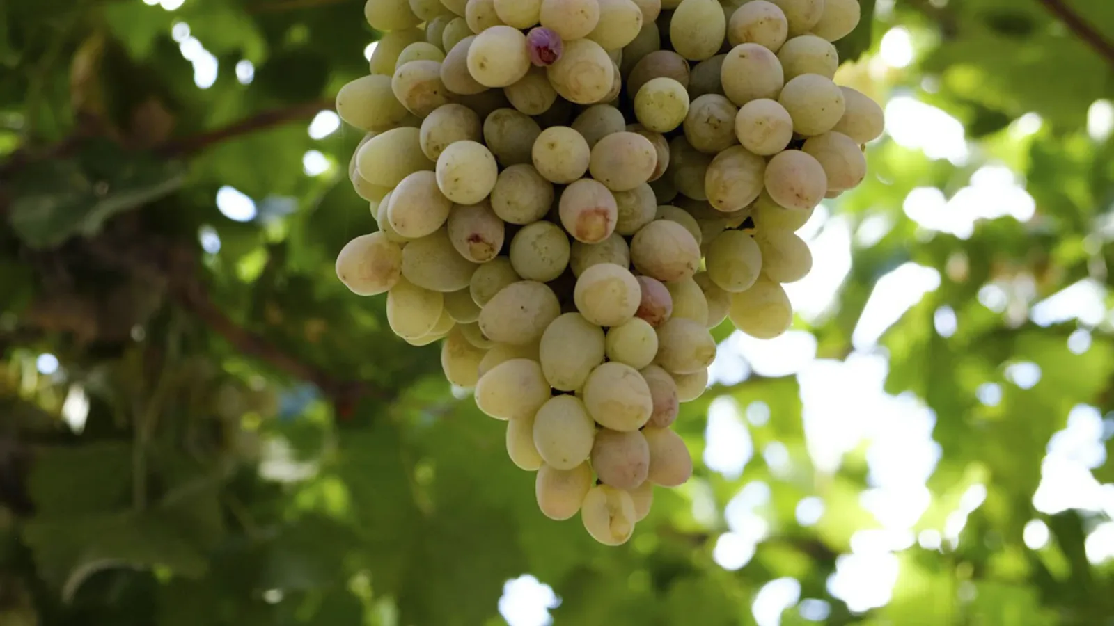 Exploring the Frontenac Blanc Grape Varietal Characteristics