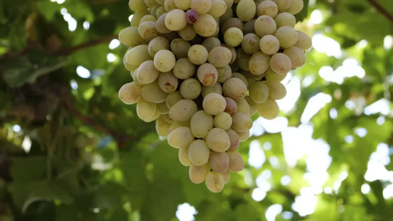 Exploring the Frontenac Blanc Grape Varietal Characteristics