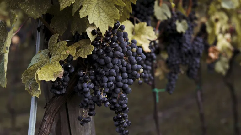 Exploring the Frontenac Grape Varietal: A Midwest Gem for Wine Lovers